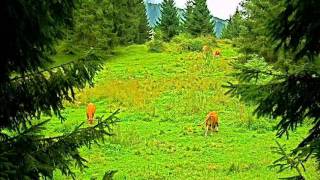 Lassù per le montagne tra boschi e valli dor [upl. by Dougald]