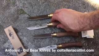 Antonini  Old Bear knives by coltelleriacollinicom [upl. by Block877]