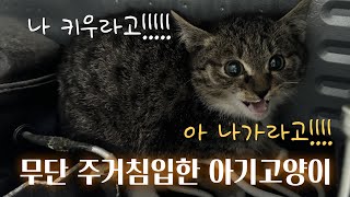 모르는 고양이가 집에 들어왔습니다간택 냥줍 [upl. by Farver]