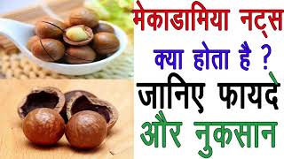 मेकाडामिया नट्स क्या होता है  फायदे और नुकसानmacadamia nuts benefits and side effects in hindi [upl. by Ahserkal654]