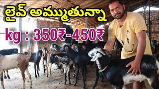 telangana goat farming in Telugunatu mekala pempakamనాటు మేకల పెంపకం [upl. by Alauqahs]