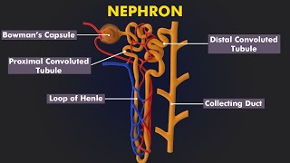 Structure and Function Of Nephron How Urine is formed 3d animation amp Illustration [upl. by Airtina]