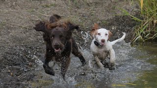 Sprocker Spaniel Puppies Love Swimming [upl. by Wilder]