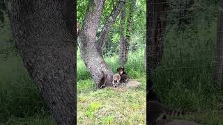 Pet dog keeps an eye on baby raccoons playing [upl. by Queston]