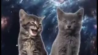 LA CANCION DE LOS GATOS [upl. by Ilac]