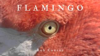 FLAMINGO  Rob Cantor AUDIO ONLY [upl. by Rosenblatt]