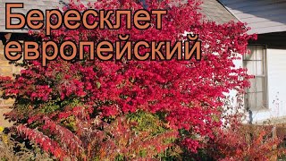 Бересклет европейский euonymus europaeus 🌿 бересклет обзор как сажать саженцы бересклета [upl. by Remliw]