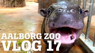 HEKTISK FLYTNING AF STOR ISBJØRN │ VI TAGER ØJNE OG HJERNE UD TIL FORSKNING │ AALBORG ZOO VLOG 17 [upl. by Lasser]