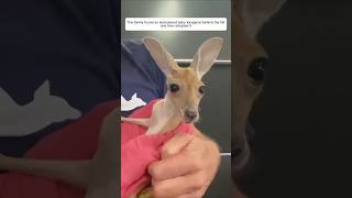 This family found an abandoned baby kangaroo behind the hill and then adopted it animalshorts [upl. by Aihtebat154]