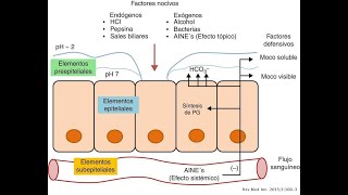 fisiologia de la secrecion gastrica y funcion defensiva del estomago [upl. by Dierolf]