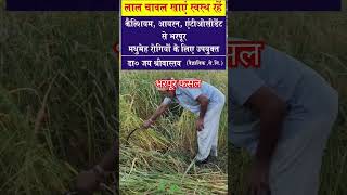 How to get bumper yield of Red Rice in Kangra ricebenefits organicrice riceproducing shortsvideo [upl. by Torrance149]