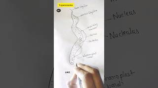 How to draw trypanosoma trypanosoma gambiense shorts viral science diagramdrawing dailylearn [upl. by Noletta665]