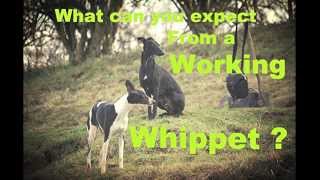 What to expect from a working whippet [upl. by Ainer575]