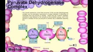 Pyruvate dehydrogenase complex [upl. by Manfred364]