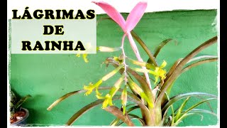 LÁGRIMAS DE RAINHA Como CULTIVAR e CUIDAR desta linda BROMELIA [upl. by Natsirt133]