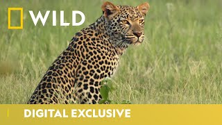 Leopardess Stalks an Impala  Savage Kingdom  National Geographic Wild UK [upl. by Ateloiv]