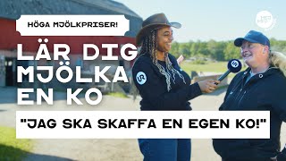 Mjölka en ko  Varför har mjölken blivit så dyr 🐄  Ökade matpriser  Svensk kultur 🇸🇪 [upl. by Leuamme]