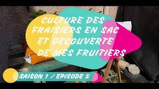 CULTURE DES FRAISIERS EN SAC ET DECOUVERTE DE MES FRUITIERS SAISON 1 EPISODE 5 [upl. by Yrffoeg148]