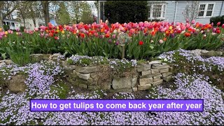 How to get tulips to come back year after year [upl. by Devy903]