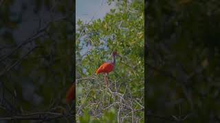 Experience Serenity at Curaçaos Rif Mangrove Park shorts [upl. by Rizas]