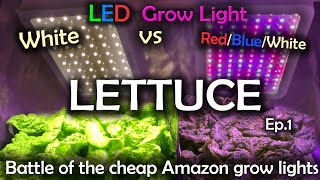 White LED vs Red Blue White LED Grow Test wTime Lapse  Lettuce Ep1 [upl. by Nitsrik]