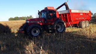 Moisson De Colza 2020  Case IH 2388 AxialFlow  Magnum 7240  Magnum 7110  LaCampagne [upl. by Puto]