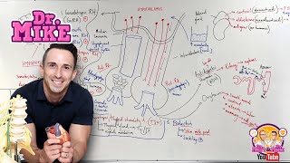 Hypothalamic Pituitary Hormones [upl. by Devine]