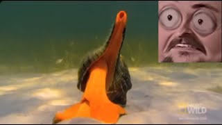 Forsen reacts to the giant horse conch weighs over 11 pounds [upl. by Eislrahc762]