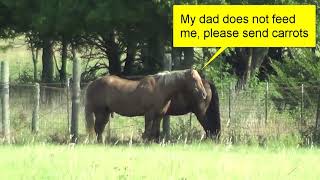 How To Pick Horse Fencing  What Is The Best Horse Fence [upl. by Annibo]