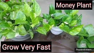 How to make Money Plant grow very fast and very bushy6 weeks update [upl. by Ulu606]