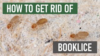 How to Get Rid of Booklice Barklice Psocids 4 Easy Steps [upl. by Anais]