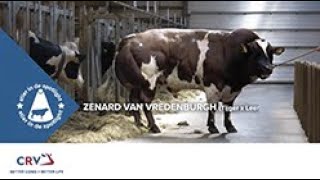 CRV Stier in de spotlight Zenard van Vredenburgh [upl. by Ocnarfnaig805]