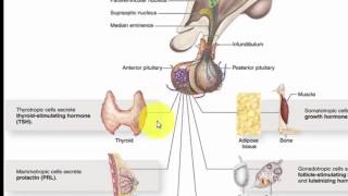 BIO  Videoles 1  Hormonen en hormonale regulatie  ABA [upl. by Brunhilda798]