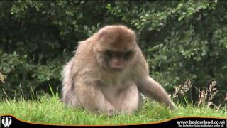 Monkey Forest  Barbary Macaques at Trentham Gardens  29th December 211 [upl. by Hendrik]