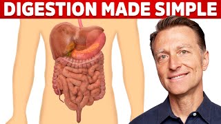 Your Digestive System Explained in Simple Terms [upl. by Enileda662]