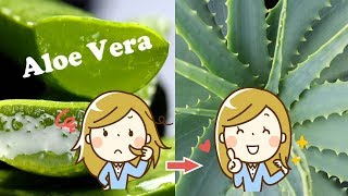 Propiedades del Aloe Vera  Prepara un Gel de Aloe Vera Casero 💚 [upl. by Haroun]