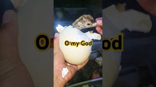 Saving life of baby Ostrich  HELPING HATCHING OSTRICH shorts youtubeshortsmian inventions [upl. by Nosnar]