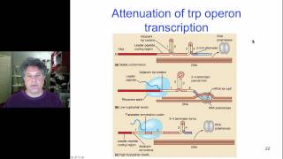 Cinelecture 95b  trp Operon regulation an introduction to regulation of eukaryotic transcription [upl. by Ayerhs]