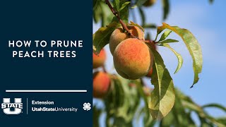 How to Prune Peach Trees [upl. by Papp]