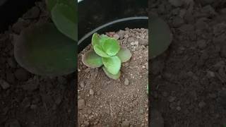 How to grow kalanchoe plant  from kalanchoe at home [upl. by Inalej]