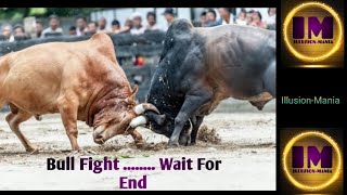 Bull Fight  Wait For End  bull fight  bullfight  epic bullfight  arena bullfight [upl. by Elamor]