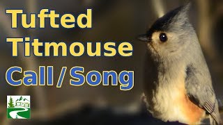 Tufted titmouse call  singing  song  sounds [upl. by Rushing]