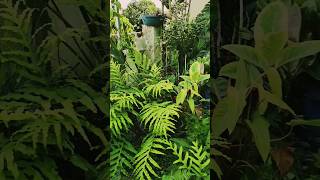 My 20 Years Old Drynaria Fern And Young Billietiae From Our Rooftop Garden 🌴 greenfriends8901 [upl. by Forbes]