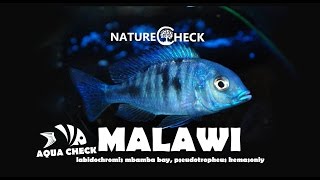 Malawi  labidochromis mbamba bay amp pseudotropheus demasoni [upl. by Tterrag]