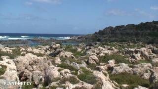 Visit to the Plant Microreserve of Phoenix theophrasti habitat type in Western Crete [upl. by Nanoc]