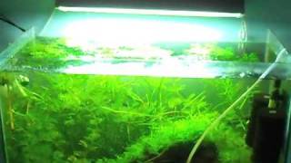 Killifish Tank after 1 month no pruning [upl. by Neemsaj688]