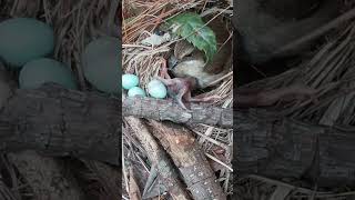 The cuckoo pushed out the third bird egg and I rescued them all back to nest杜鹃鸟把第3颗蓝色鸟蛋推出来了 cuckoo [upl. by Wain132]