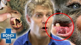 Monkeys In Danger 🙊🥺 Compilation  Bondi Vet [upl. by Schnur]