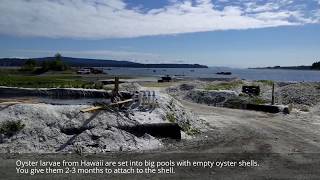 Fanny Bay Oysters Plant Tour  BC Seafood Festival in Comox Valley  Travelling Foodie [upl. by Mckenzie]