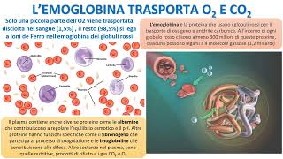 LEMOGLOBINA DI TRASPORTO [upl. by Grobe]